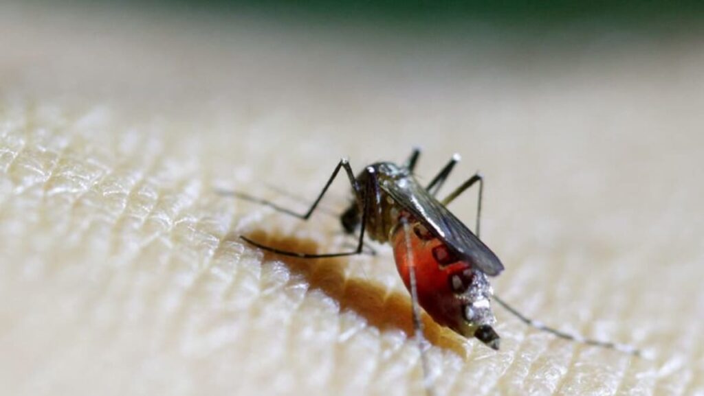 Southern China hit by outbreak of mosquito-borne infection chikungunya