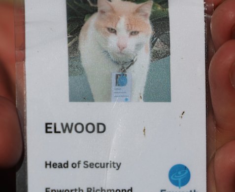‘Head of Security’: The name tag attached to Elwood’s collar.