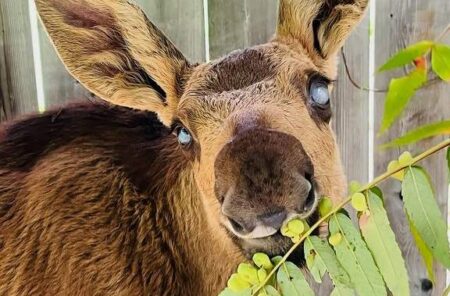 Toronto Zoo to become home of Cedar, a blind baby moose rescued near Ottawa