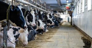 Supply management law not enough to shield system from Trump, experts warn