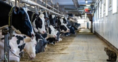 Supply management law not enough to shield system from Trump, experts warn
