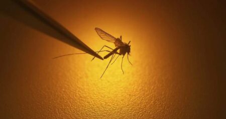 West Nile virus confirmed in Toronto, Canada’s 1st human case this year