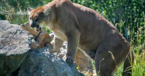 B.C. man attacked by cougar has minor injuries after he says he punched it