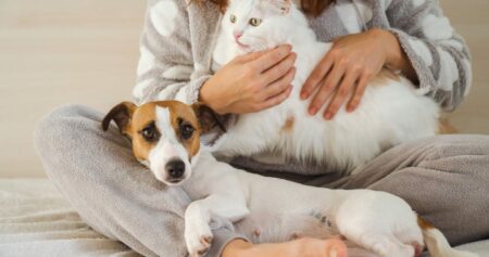 Ontario charity calls for change after outbreak kills at least 6 dogs