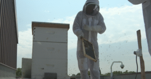 Bees cause a buzz at New Brunswick’s legislature