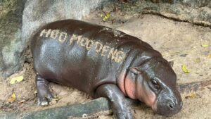 ‘Hippo Birthday’: Thailand’s Moo Deng marks one year old