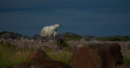 Manitoba researchers look at potential impact of wildfires on polar bear denning habitat