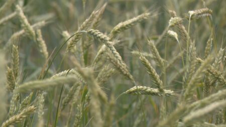Enhancements announced for federal AgriStability program to combat drought, tariffs