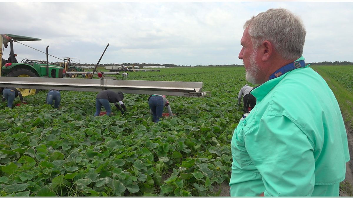 Hank Scott, Owner of Long and Scott Farms in Mount Dora, Fla., looks on as his crew harvests this spring's crop of cucumbers (Robert Sherman, Fox News).