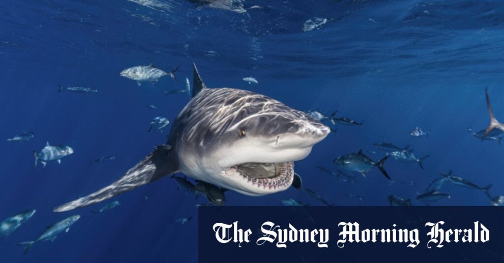 Bull sharks spend longer in Sydney waters due to warming seas