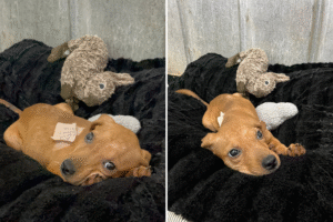 Starved Puppy With Fractured Body Found As Stray—Vet Does the Unexpected