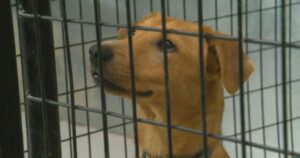 BARCS Rescue loses 8 dogs to distemper, 8 to parvo highlighting importance of vaccines