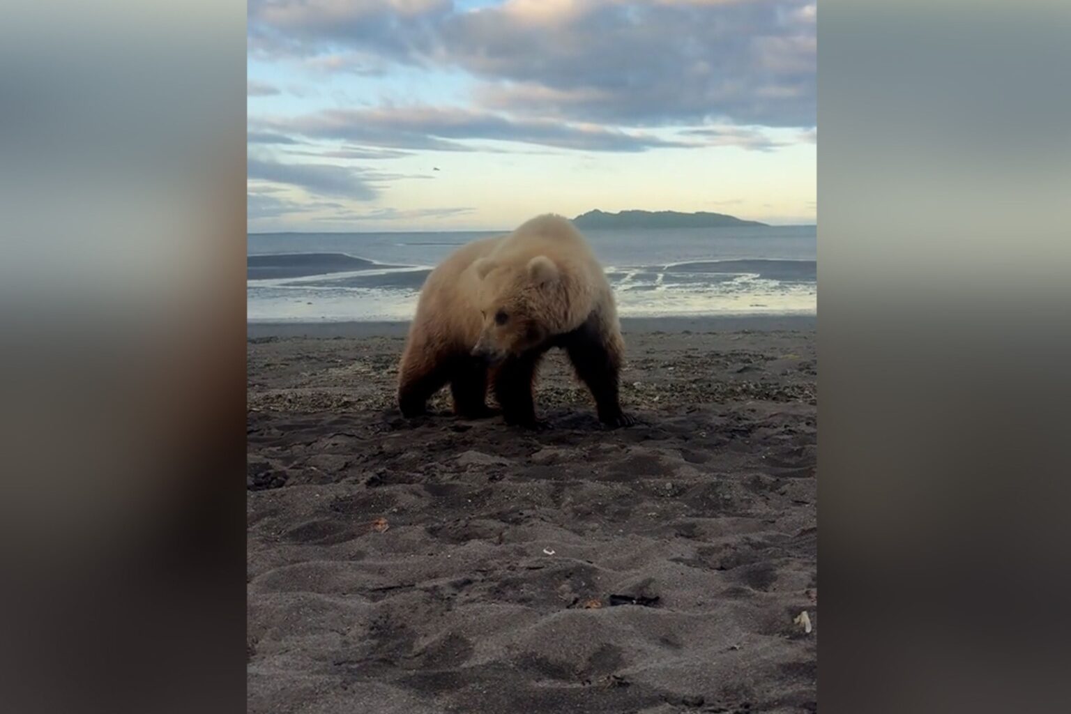 Man Captures ‘Surreal’ Moment He Spots Bear and Cubs Camping in Alaska