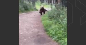 Calgary couple survives ‘frightening’ encounter with grizzly bear