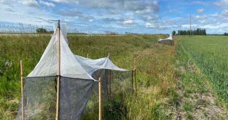 Bee study looks to improve pollinator habitat along Alberta highways