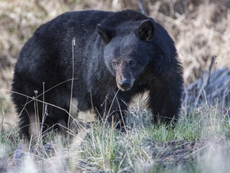 Black Bear Killed at Yellowstone After Becoming ‘Food-Conditioned’