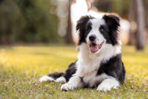 Border Collie Becomes Best Friends with Crow, Their Story Melts Hearts