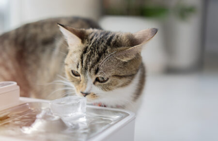 Owner Confused by Cat’s Way of Drinking Water, Then She Realizes Why