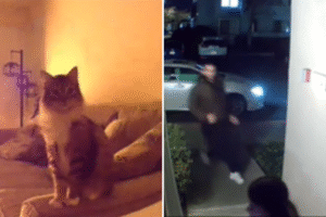 Couple Check Pet Cam, Realize Cat Is Trying To Warn Them About Something