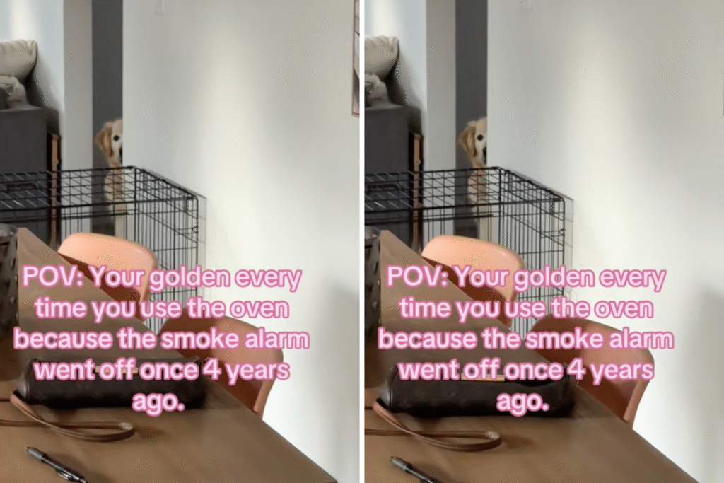 Retriever Hears Smoke Alarm, What Still Happens 4 Years on Melts Hearts
