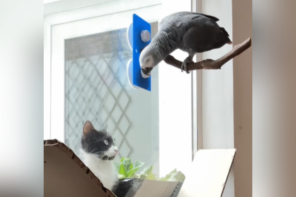 Parrot Leaves Viewers Speechless As He Chats to Local Cat: ‘Best Friend’