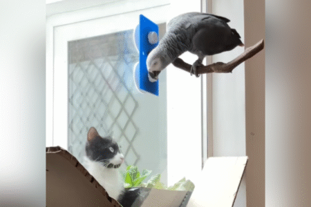 Parrot Leaves Viewers Speechless As He Chats to Local Cat: ‘Best Friend’