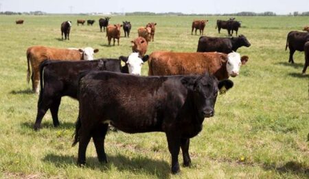 Canada to start sending beef to Australia for 1st time in 20-plus years