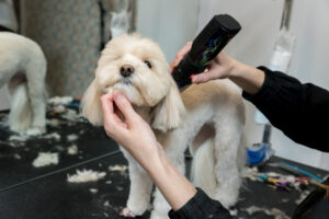 Hysterics Over Moment Dog Realizes Owner Is at Groomer’s
