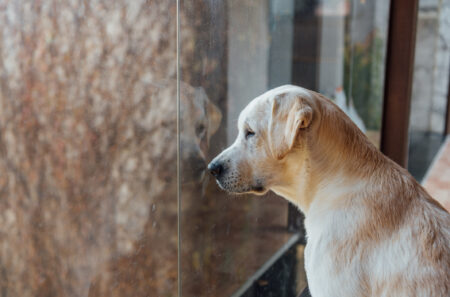 Woman Steps Into New House With Labrador—Minutes Later Disaster Strikes