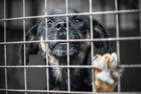 Shelter Dog’s Death at Miami Facility Sparks Heat Safety Concerns