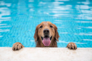 Woman Tries To Hang Out With Friends, Then She Sees Who’s in Backyard Pool