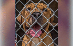 Dog Abandoned With ‘Heartbreaking’ 8-Letter Word Scrawled on Collar