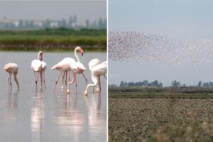 Feisty flamingos threaten production of risotto in Italy