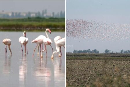 Feisty flamingos threaten production of risotto in Italy