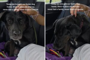 Shelter Dog, 4, Gets in a Car—Not Knowing She’s Going to First Ever Home