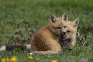 Woman Saves Three Fox Pups in Back Yard, Then Gets Second Surprise Indoors