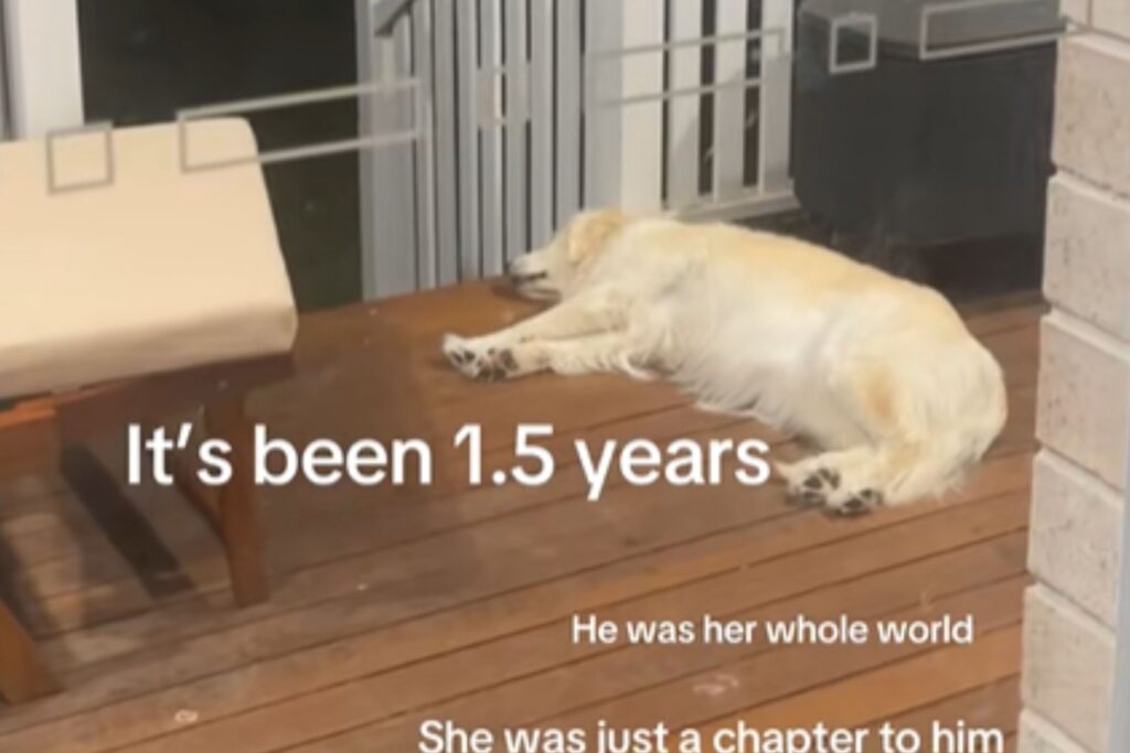 Golden Retriever Still Waits for Dog Dad to Come Home a Year After Breakup