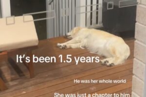 Golden Retriever Still Waits for Dog Dad to Come Home a Year After Breakup