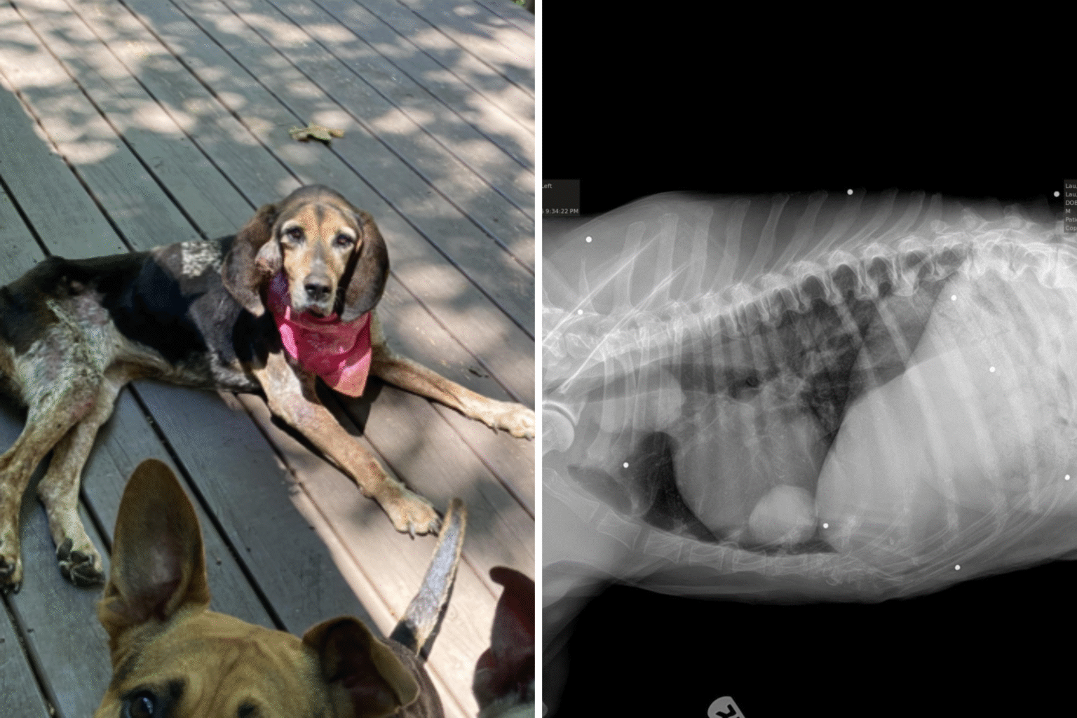 Couple Take in Malnourished Dog—X-Ray Reveals Chilling Secret