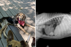 Couple Take in Malnourished Dog—X-Ray Reveals Chilling Secret