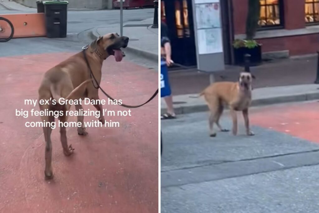 Great Dane Realizes Owner’s Ex Isn’t Coming Home—His Reaction Breaks Hearts