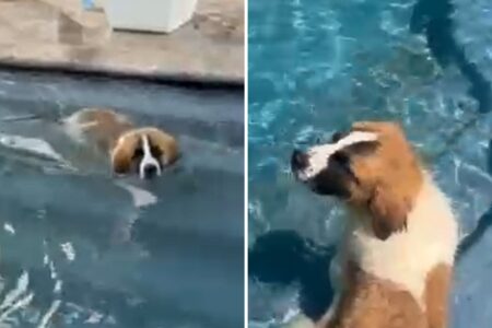 Great Pyrenees Mix Obsessed With Pool Since Adoption Wins Pet of the Week