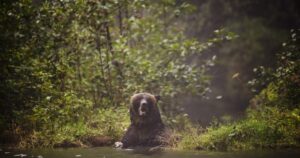 Man recovering from injuries after ‘defensive’ grizzly bear attack in B.C.