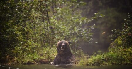 Man recovering from injuries after ‘defensive’ grizzly bear attack in B.C.