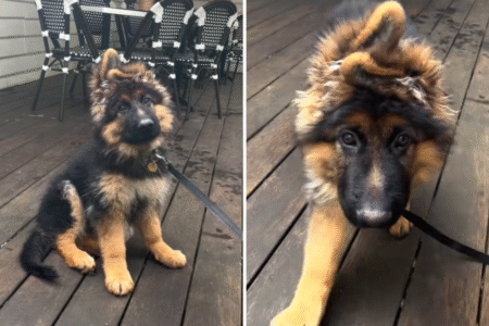 Owner Gets ‘Cute Fluffy Puppy’—Not Prepared for What He Turns Into