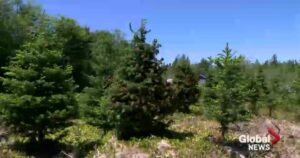 Christmas tree growers in Maritimes worried about mould causing root rot