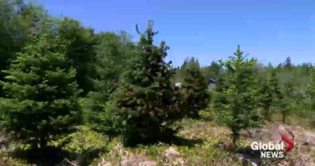 Christmas tree growers in Maritimes worried about mould causing root rot