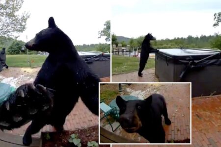 Polite black bear stuns New Hampshire homeowners after ringing doorbell before exploring hot tub: video