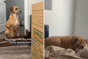Rescue Dog Thinks He’s Being Abandoned Again, New Owner’s Words Say It All