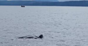 Leatherback sea turtle sighted in B.C. waters is ‘extremely rare’ expert says